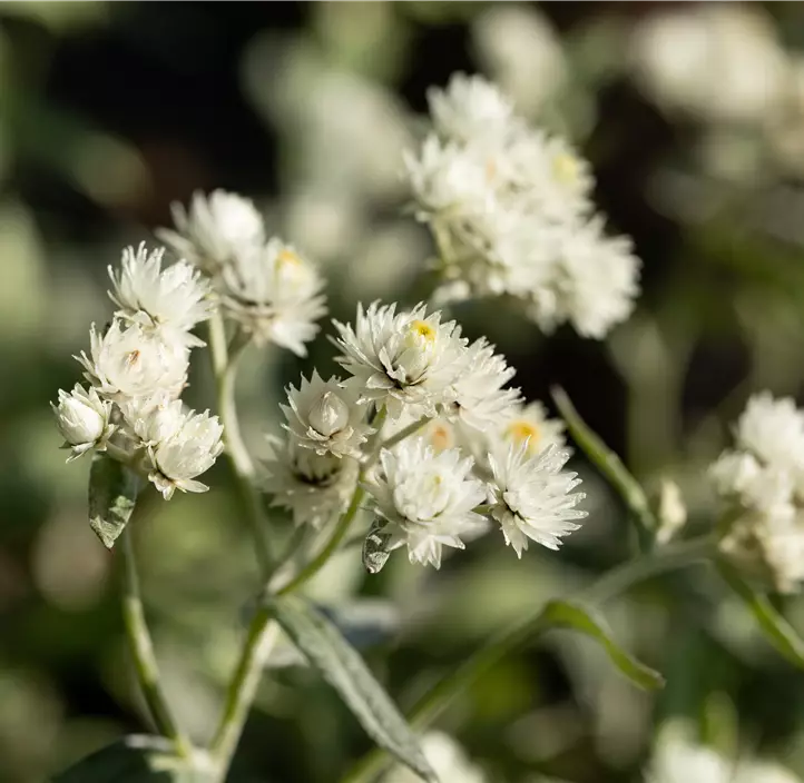 Garten-Perlkörbchen 'Silver Wave'