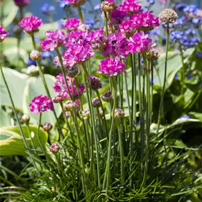 Armeria maritima Abbey Deep Rose