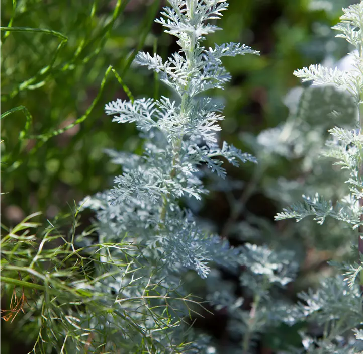 Zwergiger Garten-Beifuß 'Nana'