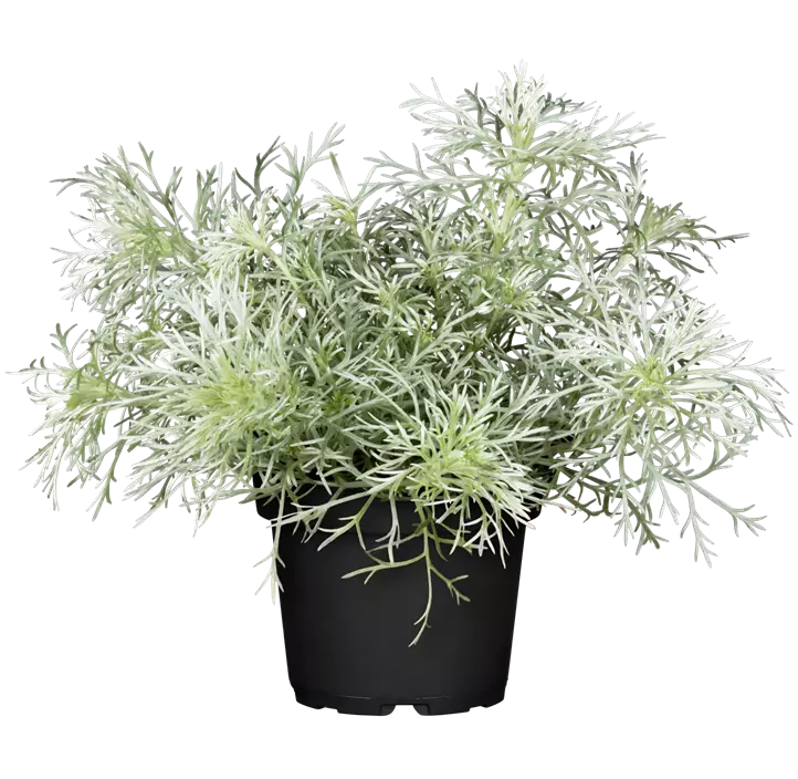 Zwergiger Garten-Beifuß 'Nana'