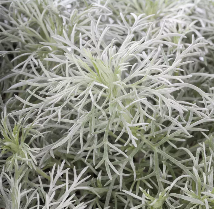 Zwergiger Garten-Beifuß 'Nana'