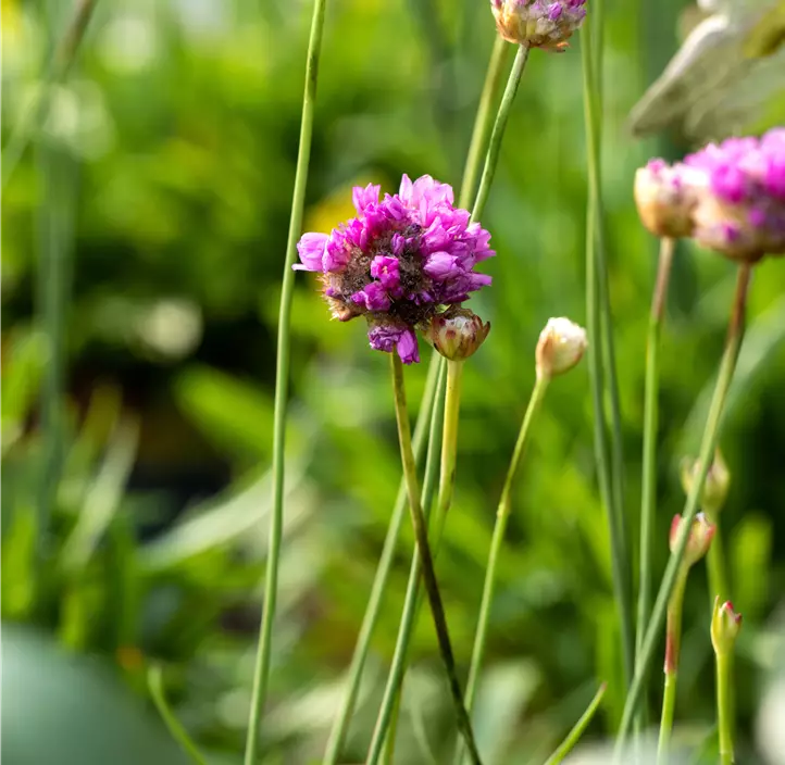 Breitblättrige Garten-Grasnelke 'Ballerina Purple Rose'