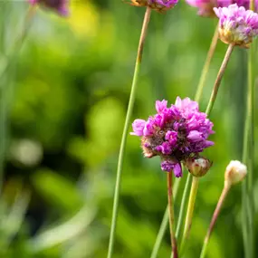 Armeria pseudarmeria Ballerina Purple Rose