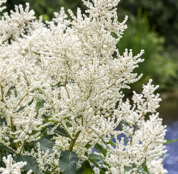 Hoher Wald-Geißbart