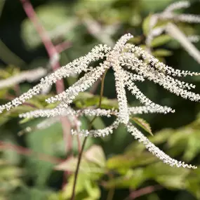 Aruncus dioicus