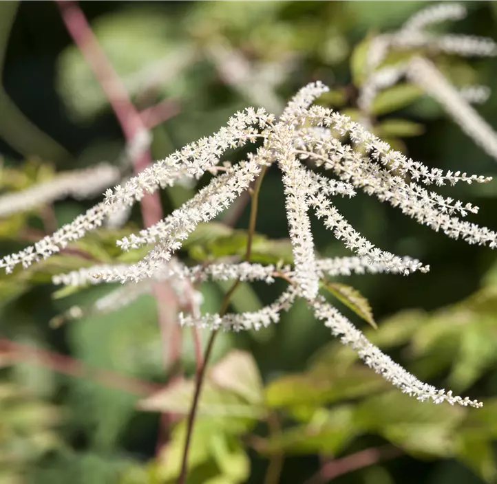 Hoher Wald-Geißbart