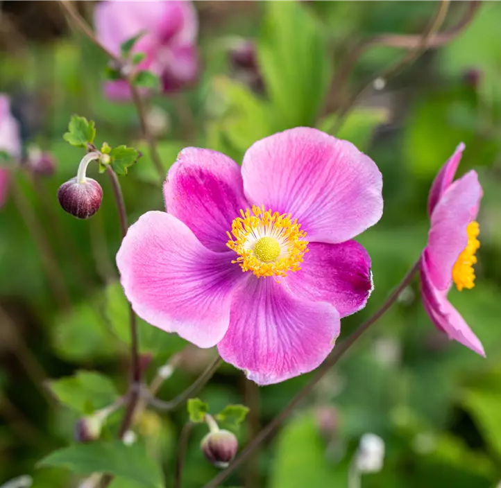 China-Herbst-Anemone 'Praecox'