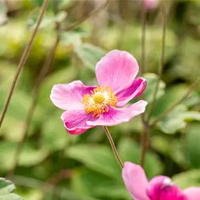 Anemone hupehensis Praecox