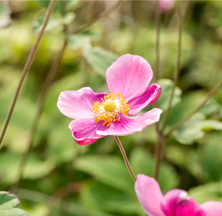 China-Herbst-Anemone 'Praecox'