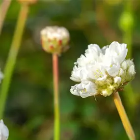 Armeria pseudarmeria Ballerina White