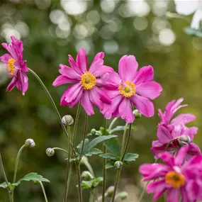 Anemone hupehensis Prinz Heinrich