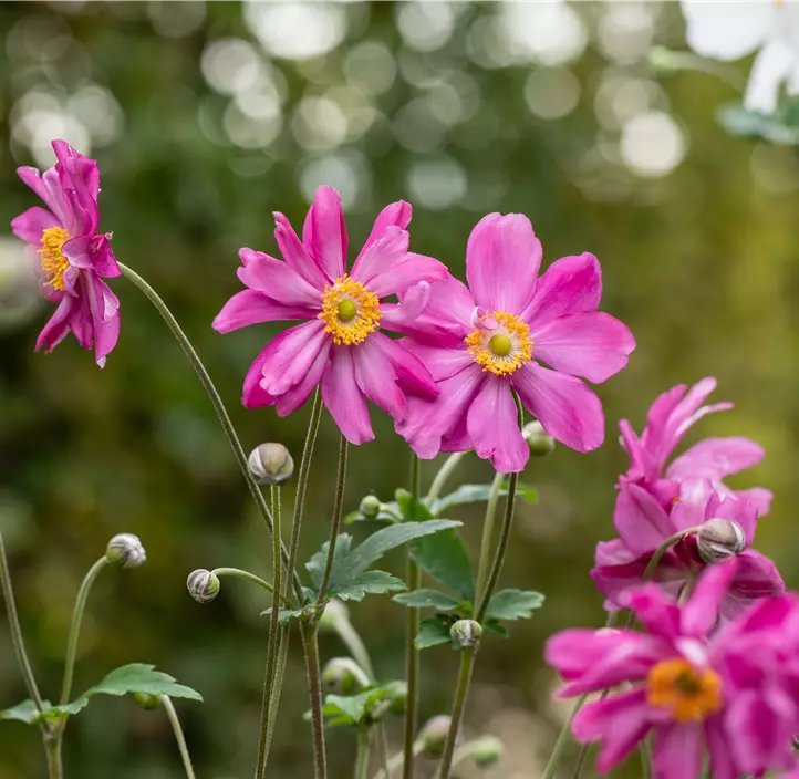 Garten-Herbst-Anemone 'Prinz Heinrich'