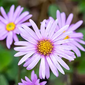 Aster amellus 'Rosa Erfüllung'