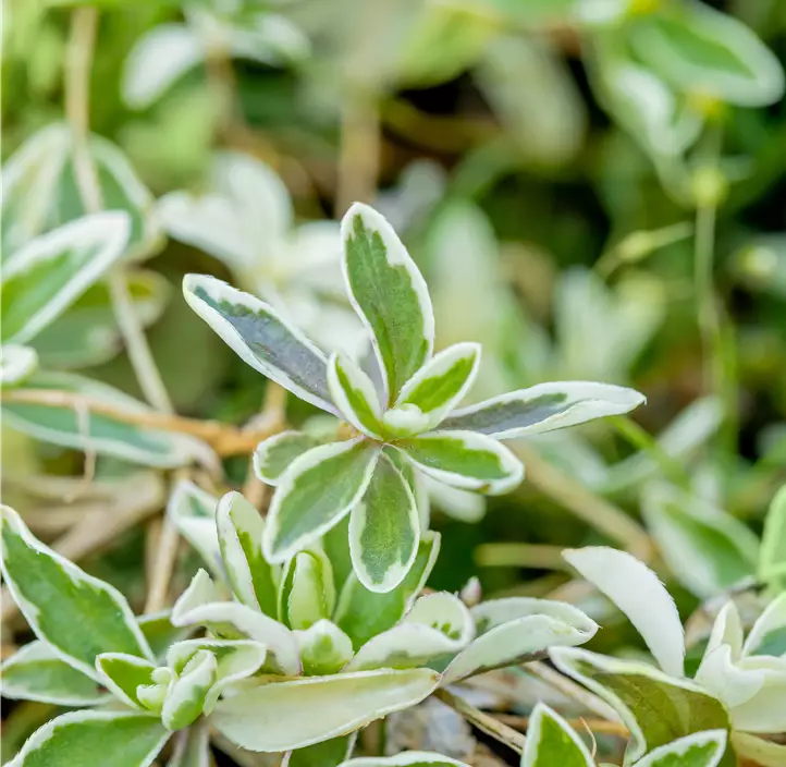Kleine Garten-Gänsekresse 'Variegata'