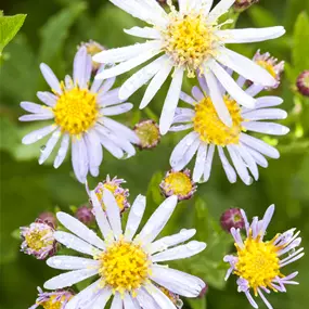 Aster ericoides Schneetanne