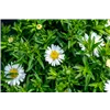 bellaflora Gartencenter GmbH