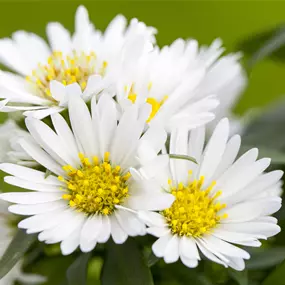 Aster novi-belgii White Ladies