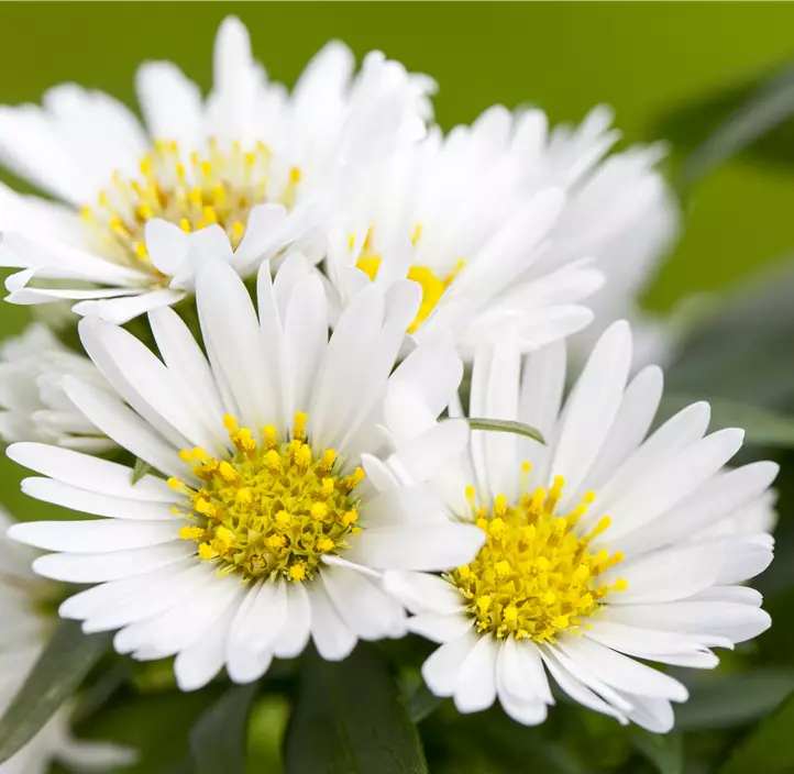 Glattblatt-Aster 'White Ladies'