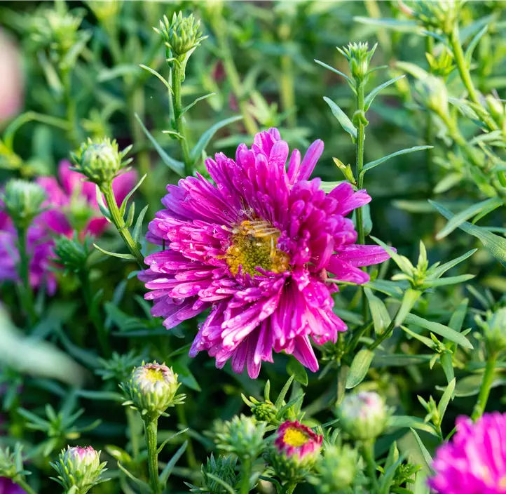 Garten-Kissen-Aster 'Jenny'