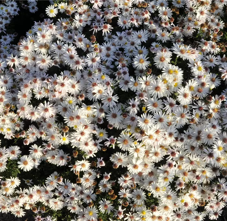 Garten-Kissen-Aster 'Kristina'