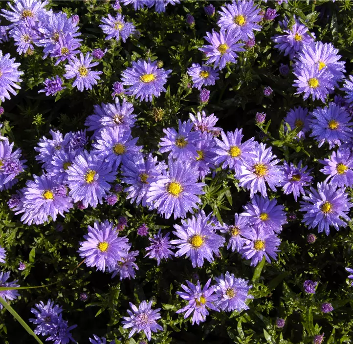 Garten-Kissen-Aster 'Prof. Anton Kippenberg'