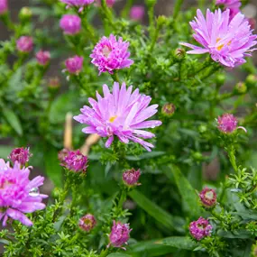 Aster dumosus Prof. Anton Kippenberg