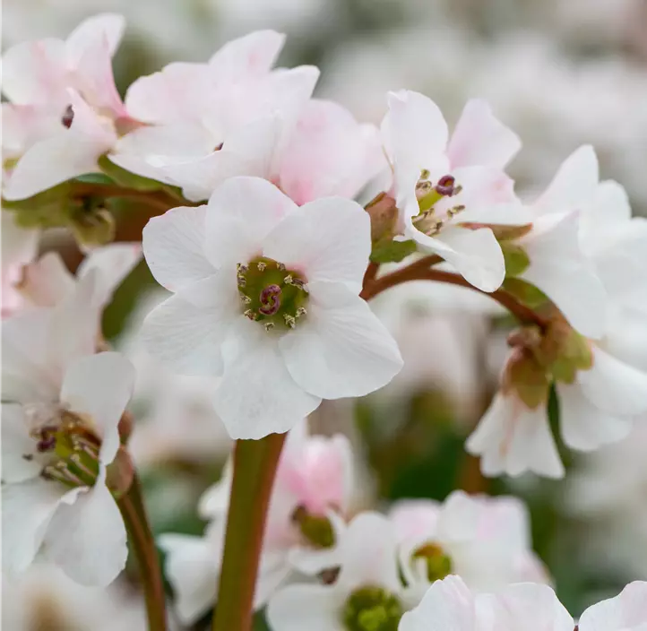 Garten-Bergenie 'Schneekristall'
