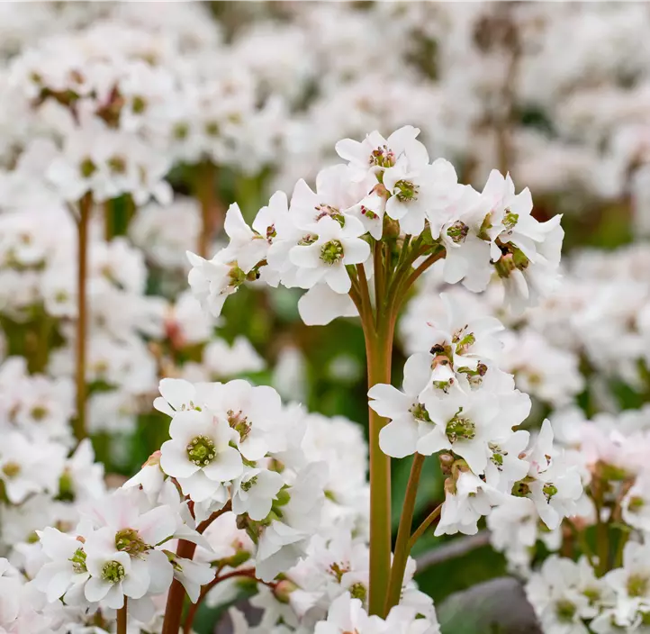 Garten-Bergenie 'Schneekristall'
