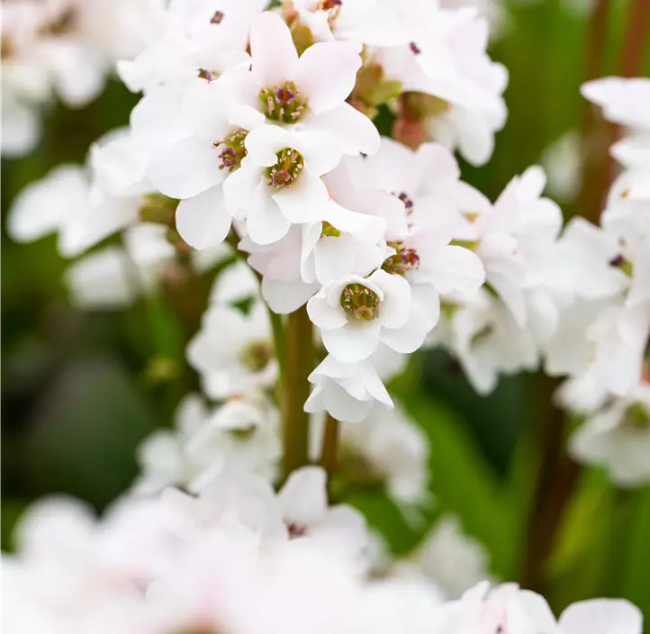 Garten-Bergenie 'Schneekristall'