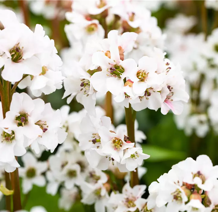 Garten-Bergenie 'Schneekristall'