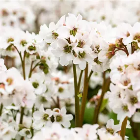 Bergenia cordifolia Schneekristall