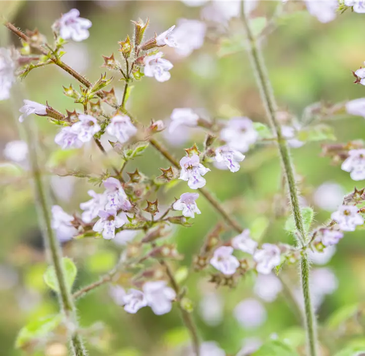 Kleinblütige Garten-Bergminze 'Blue Cloud'
