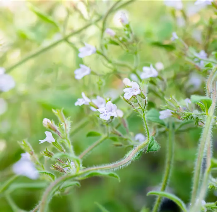 Kleinblütige Garten-Bergminze 'Blue Cloud'