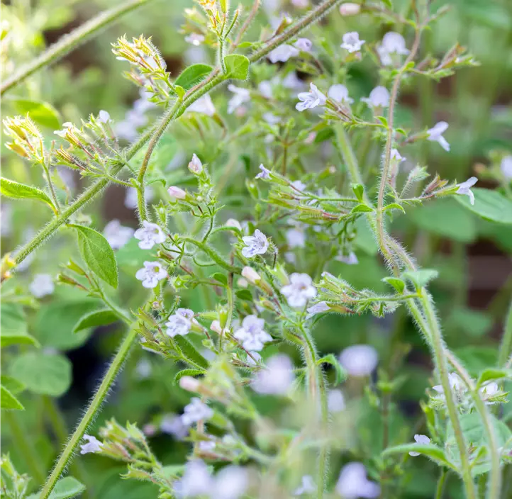 Kleinblütige Garten-Bergminze 'Blue Cloud'
