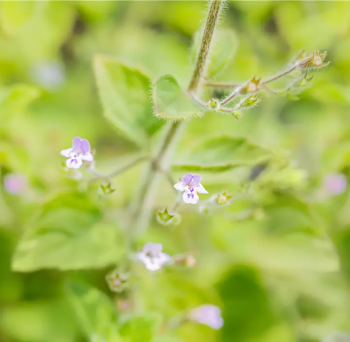 Kleinblütige Garten-Bergminze 'Blue Cloud'