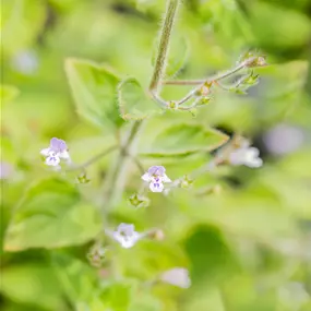 Calamintha nepeta Blue Cloud