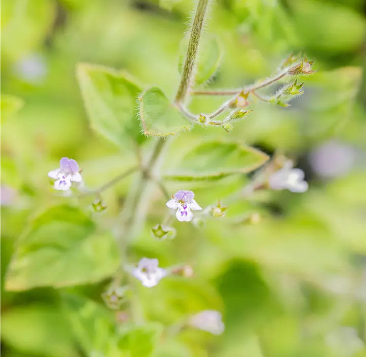Kleinblütige Garten-Bergminze 'Blue Cloud'