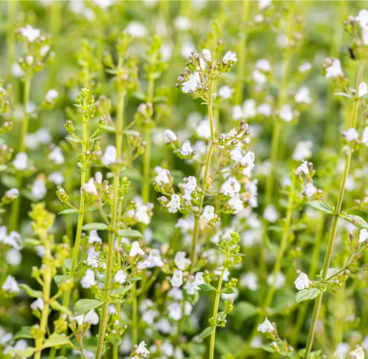 Kleinblütige Garten-Bergminze 'Triumphator'
