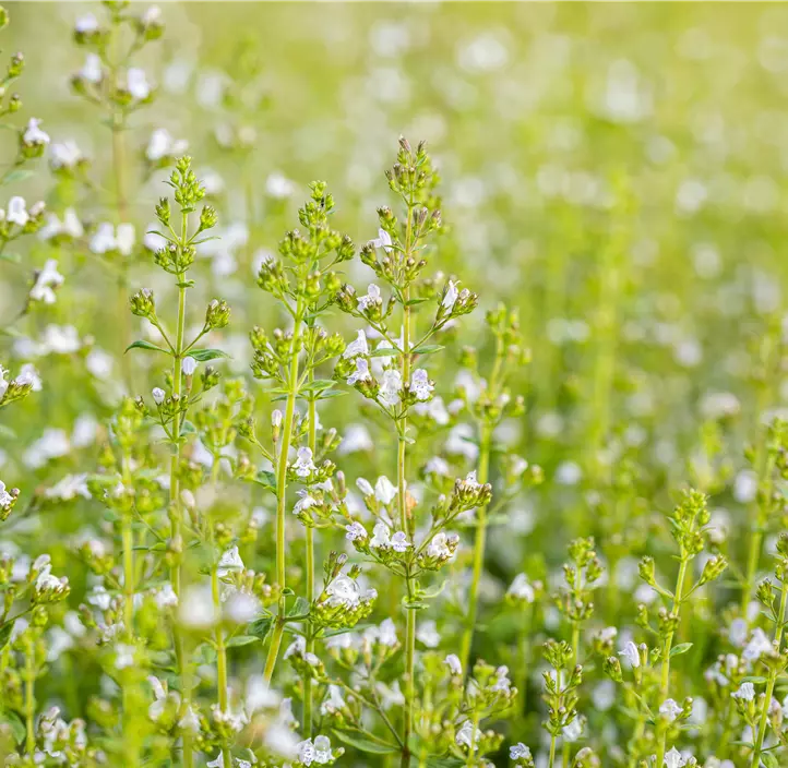 Kleinblütige Garten-Bergminze 'Triumphator'
