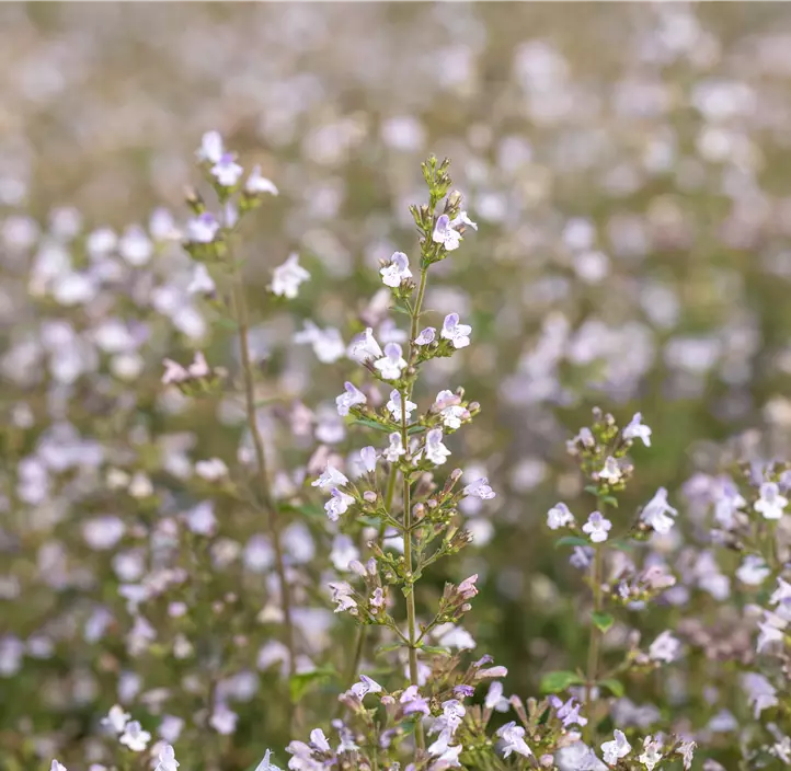 Kleinblütige Garten-Bergminze 'Triumphator'