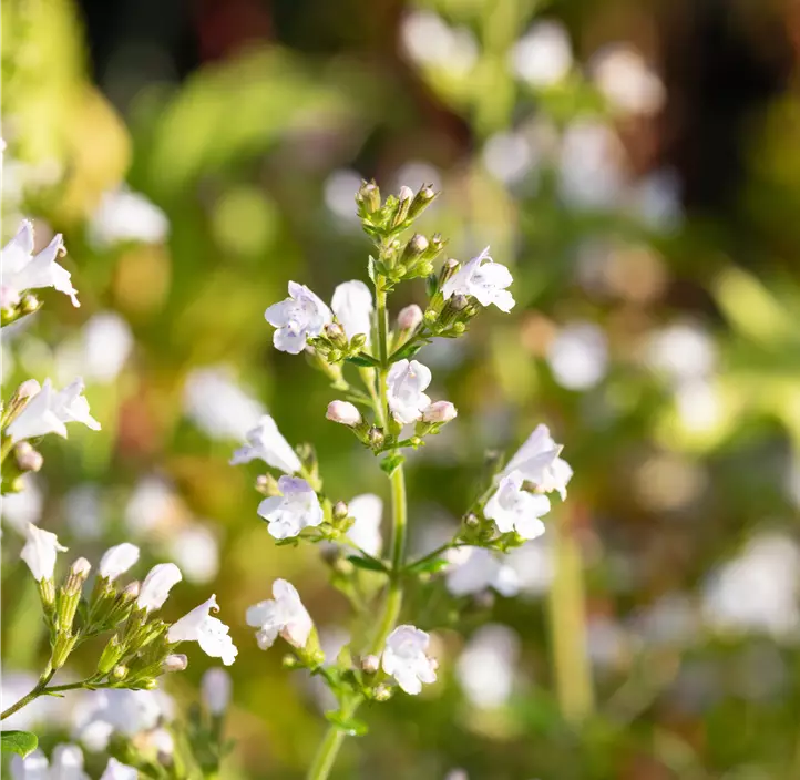 Kleinblütige Garten-Bergminze 'Triumphator'