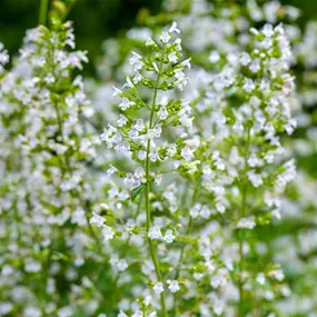 Calamintha nepeta Triumphator