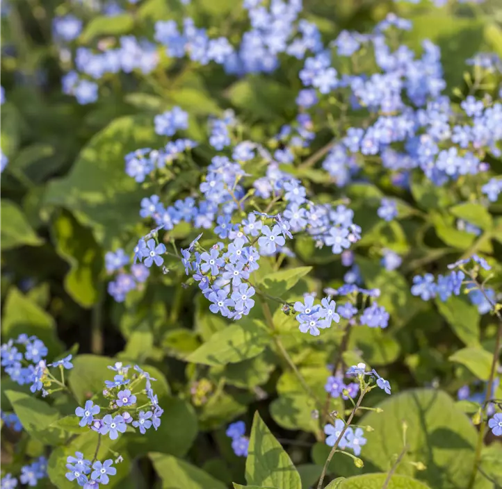 Kaukasus-Vergissmeinnicht