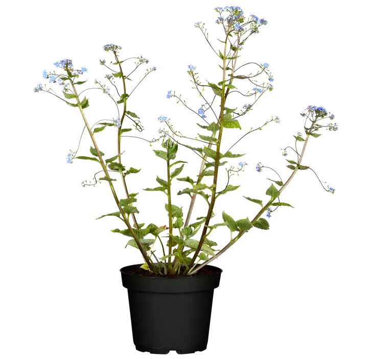 Kaukasus-Vergissmeinnicht