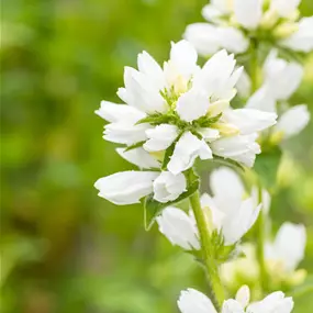 Campanula glomerata Alba