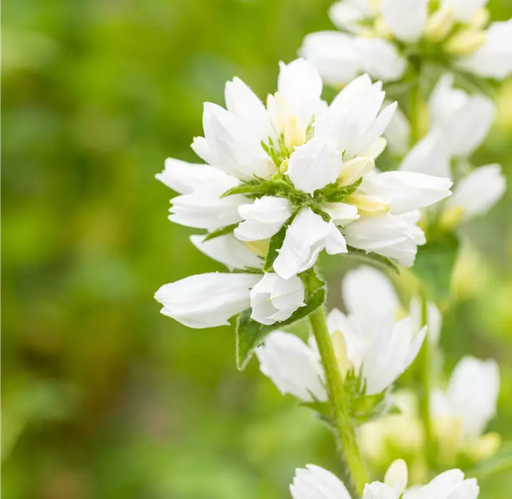 Knäuel-Glockenblume 'Alba'