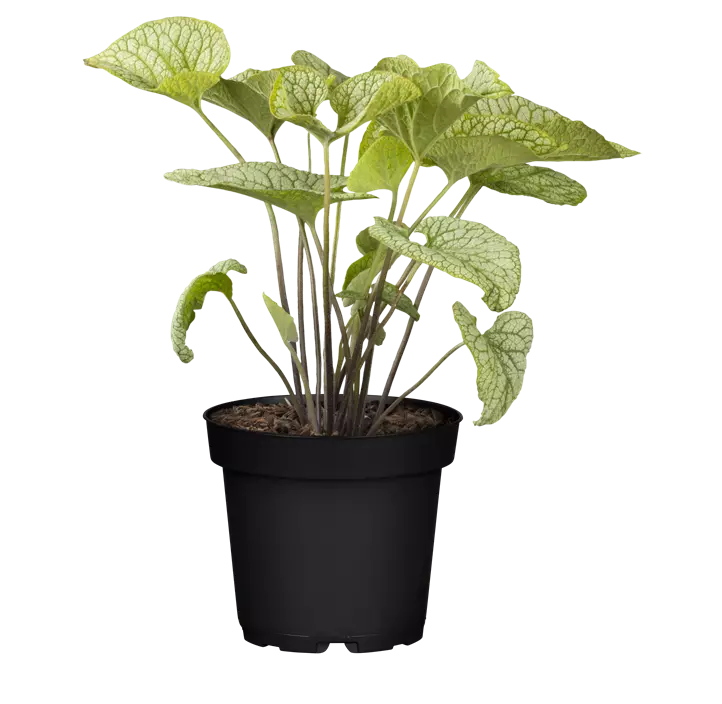 Kaukasus-Vergissmeinnicht