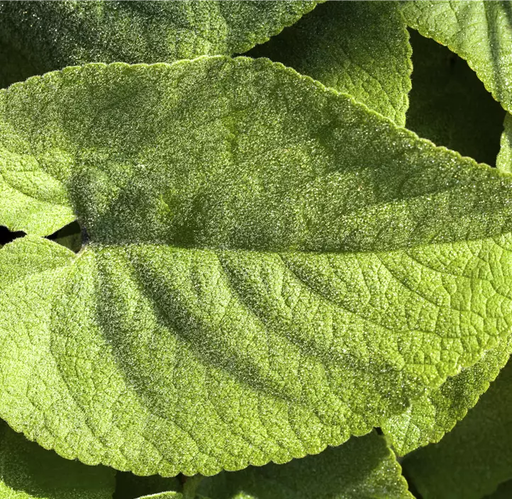 Kaukasus-Vergissmeinnicht