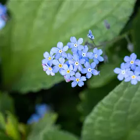 Brunnera macrophylla