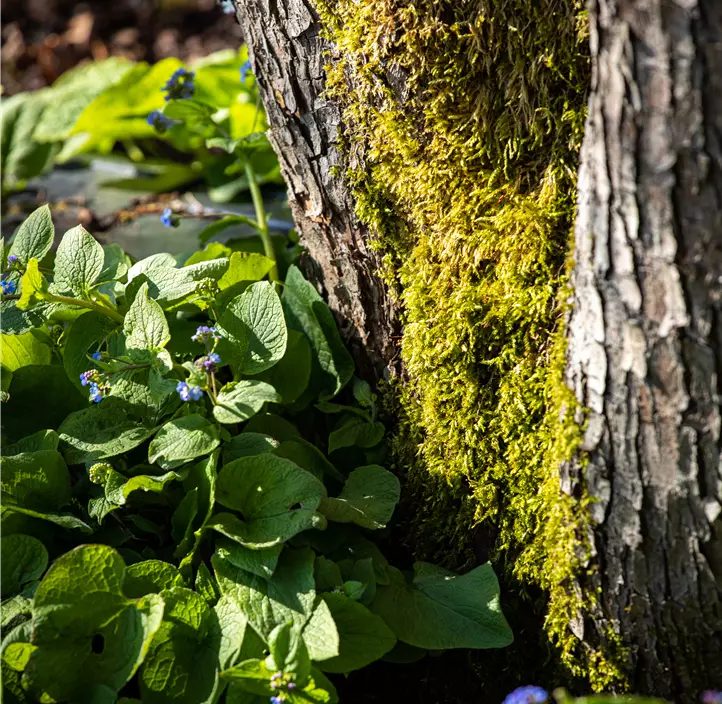 Kaukasus-Vergissmeinnicht